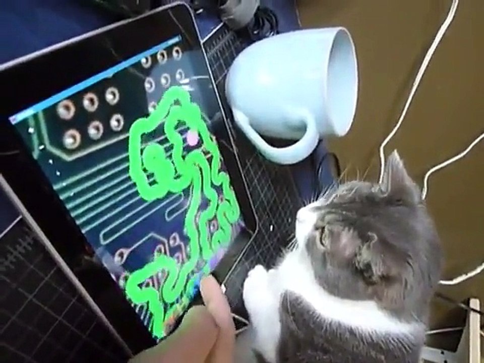 Le petit chat teste le nouvel ipad.