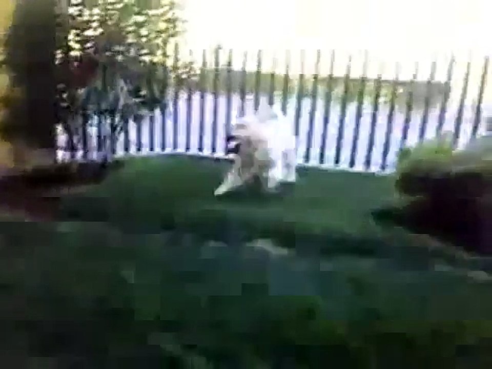 Un chien montre son affection à une grand-mère