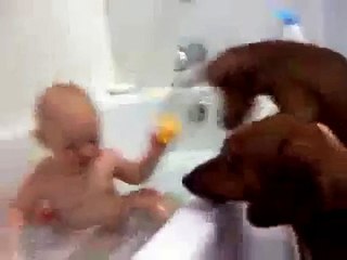 Le bébé qui ennuie les chiens dans le bain