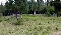 Un bon camouflage dans les bois