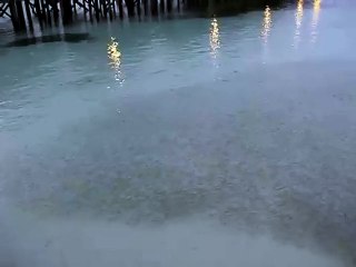 Un requin au milieu d'un banc de poissons.
