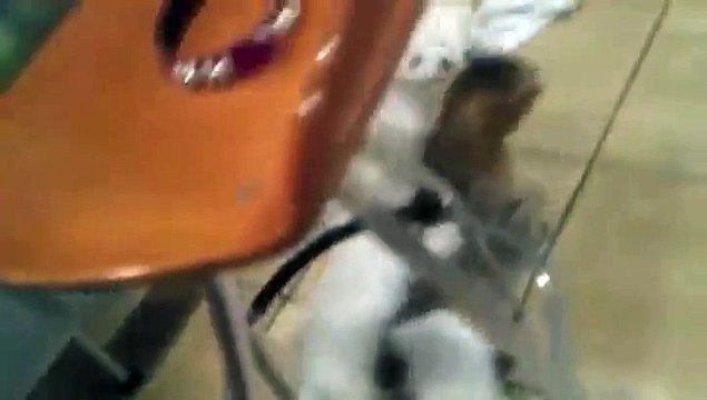 Des chiots à l'attaque du chat