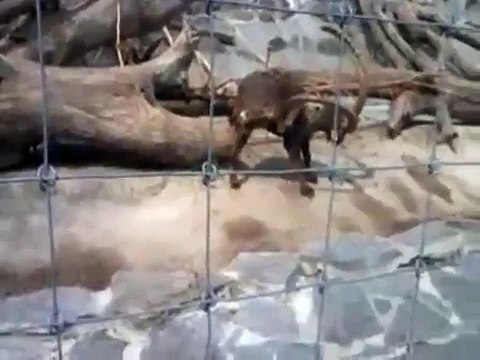 A quoi poeuvent bien servir les cornes d'un bouquetin