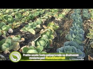 Kako da se četvoročlana porodica izdržava od povrtarstva?_389_28.02.2015.