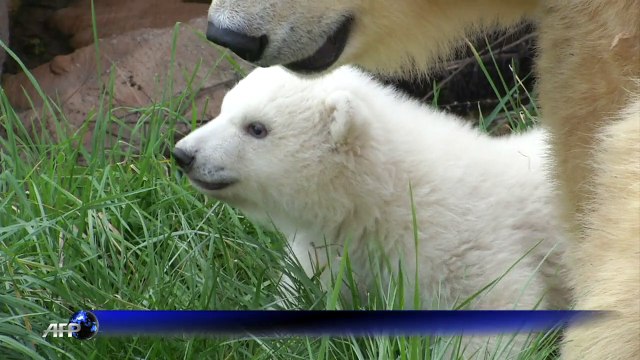 Un ourson polaire né à Antibes fait ses premiers pas en public