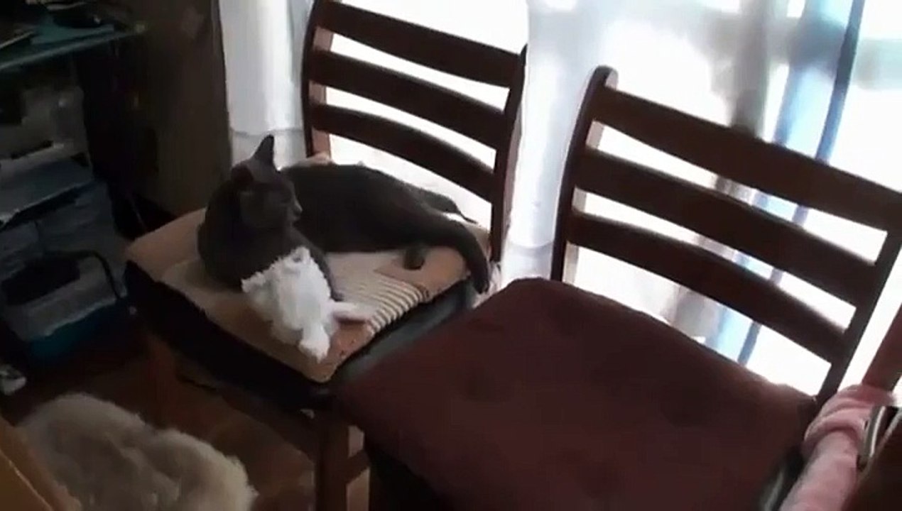 Un chat qui se transforme en lapin