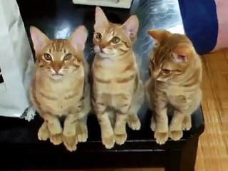 Trois chatons hyper syncro dans la gestuelle