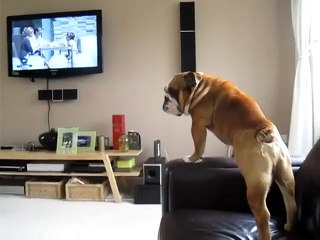 Un chien qui imite l'éléphant de la télé