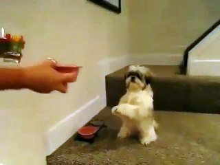 Le chien qui fait sa prière avant de manger