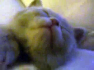 Un petit chaton trop mignon...