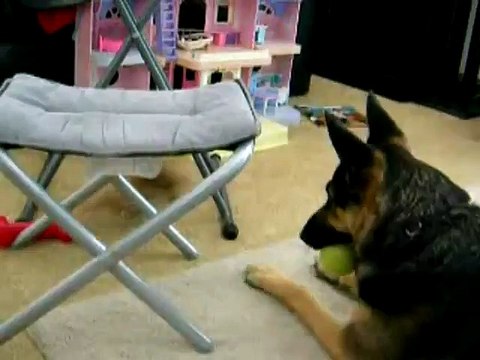 Qui a dit que les petites bêtes n'attaquaient jamais les grosses