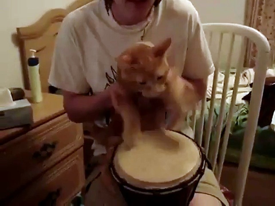 Un petit chat roux qui joue du djembé
