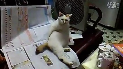 Un petit chat se gratte le cul. Excellent !!