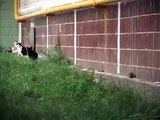 Un rat attaque un groupe de chats