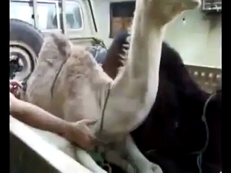 Un dromadaire qui aime les chatouille
