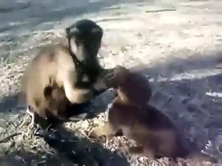 Un chimpanzé et un petit chiot s'amuse