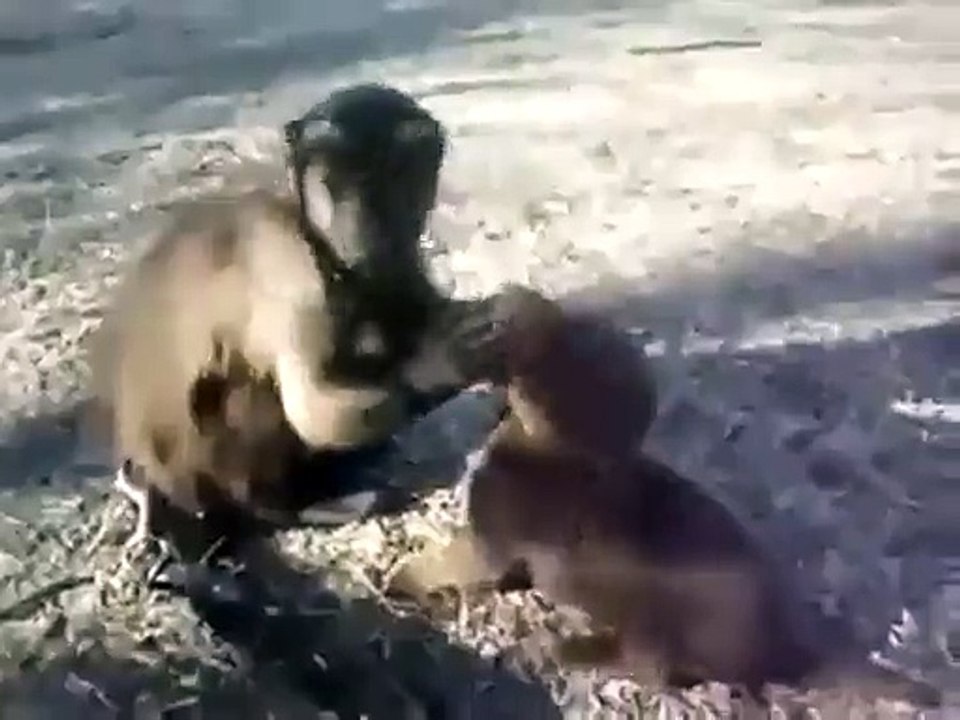Un chimpanzé et un petit chiot s'amuse