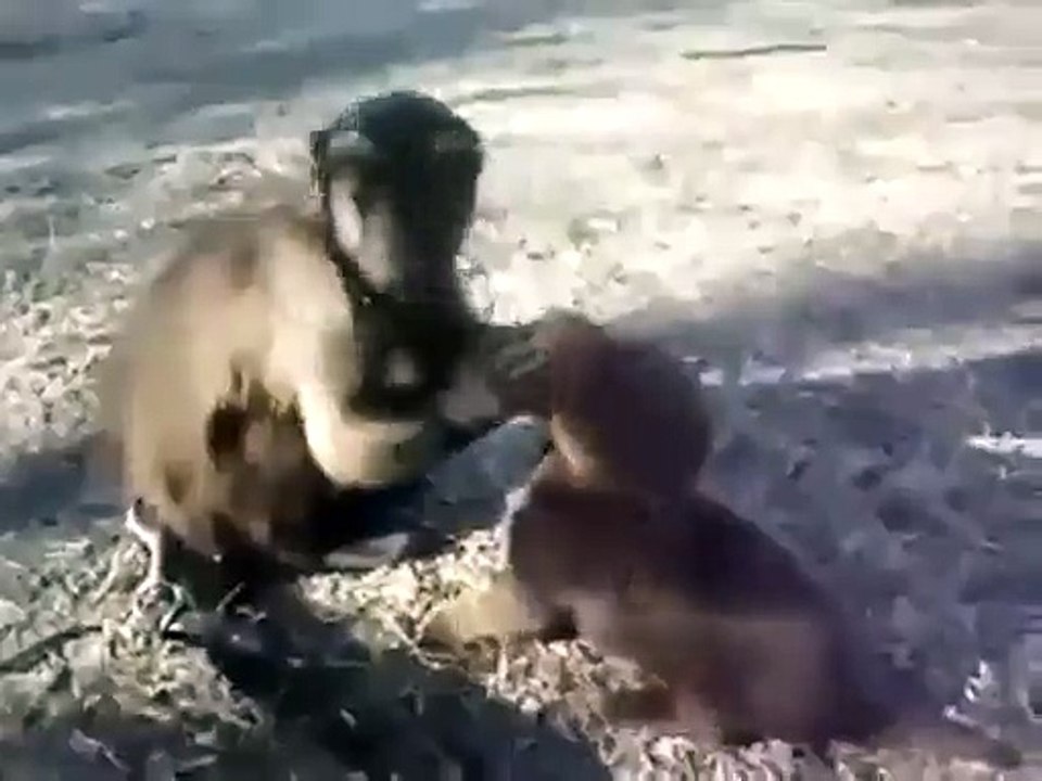 Un chimpanzé et un petit chiot s'amuse