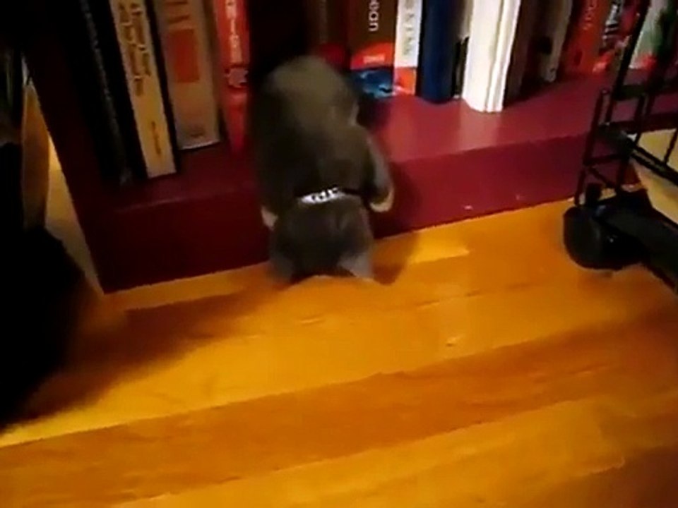 Un chaton fait une sieste sur la bibliothèque