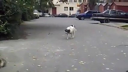 Un chien aux allure de fauve d'Afrique