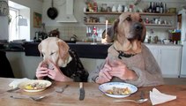 Deux chiens humanisés mangent à table...