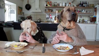 Deux chiens humanisés mangent à table...