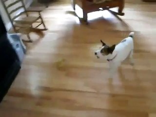 Comment casser les oreilles d'un chien