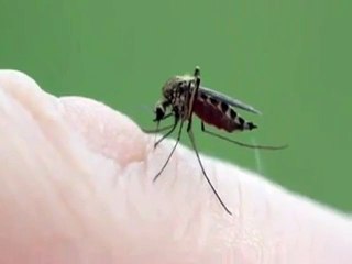 Le moustique qui pique vu de très près