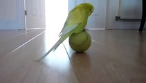 Une perruche en équilibre sur une balle de tennis
