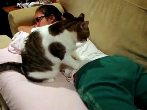 Le chat qui fait des massages de professionnels