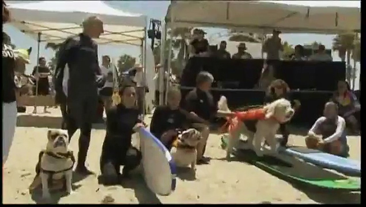 Initiation au surf pour tous les chiens