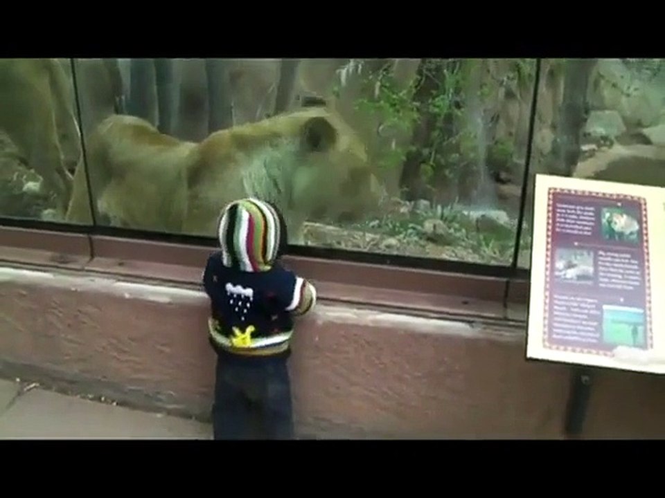 La lionne qui veut manger un bébé, WOW