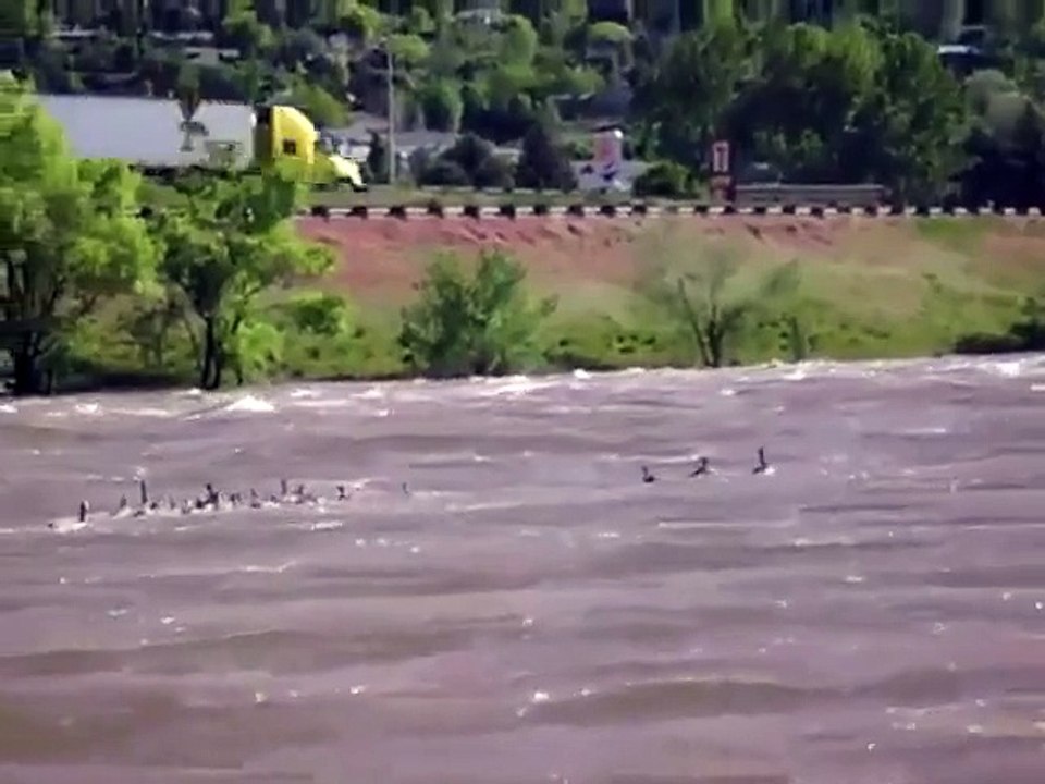Des oies font une petite séance de surf
