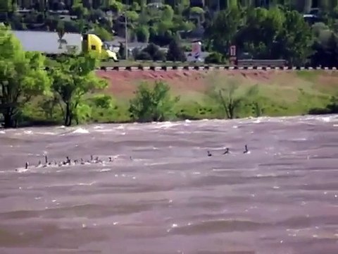 Des oies font une petite séance de surf