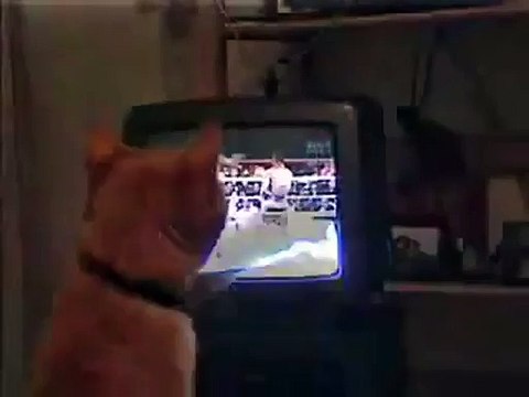 Le petit chat très doué pour la boxe