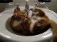 Un chat roux qui déteste devoir prendre sa douche