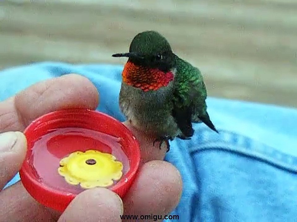 Hummingbird