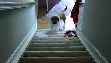 Le chien qui voulait impérativement monter