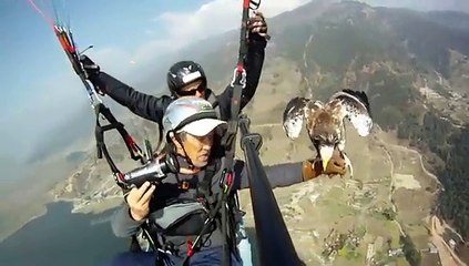 STUPEFIANT L'oiseau qui vole avec les humains