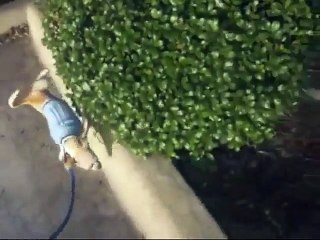 Ce Chiwawa sait comment marquer son territoire