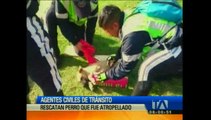 Agentes Civiles de Tránsito rescataron a un perro que fue atropellado