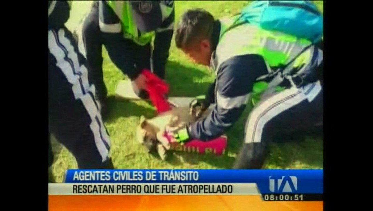 Agentes Civiles de Tránsito rescataron a un perro que fue atropellado