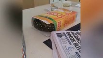 Un python de 2 mètres dans son paquet de corn flakes