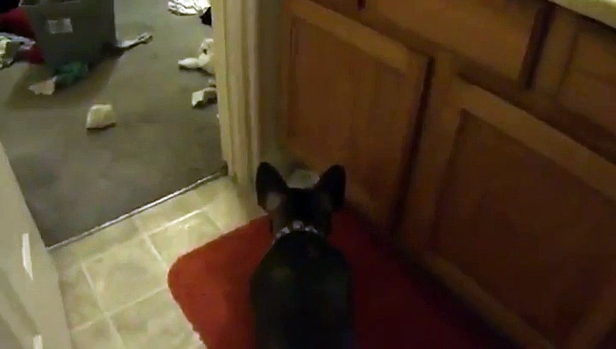 Un chien débile s'énerve sur un mouchoir en papier