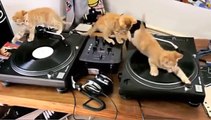 Trois petits chatons deviennent des DJ professionnels