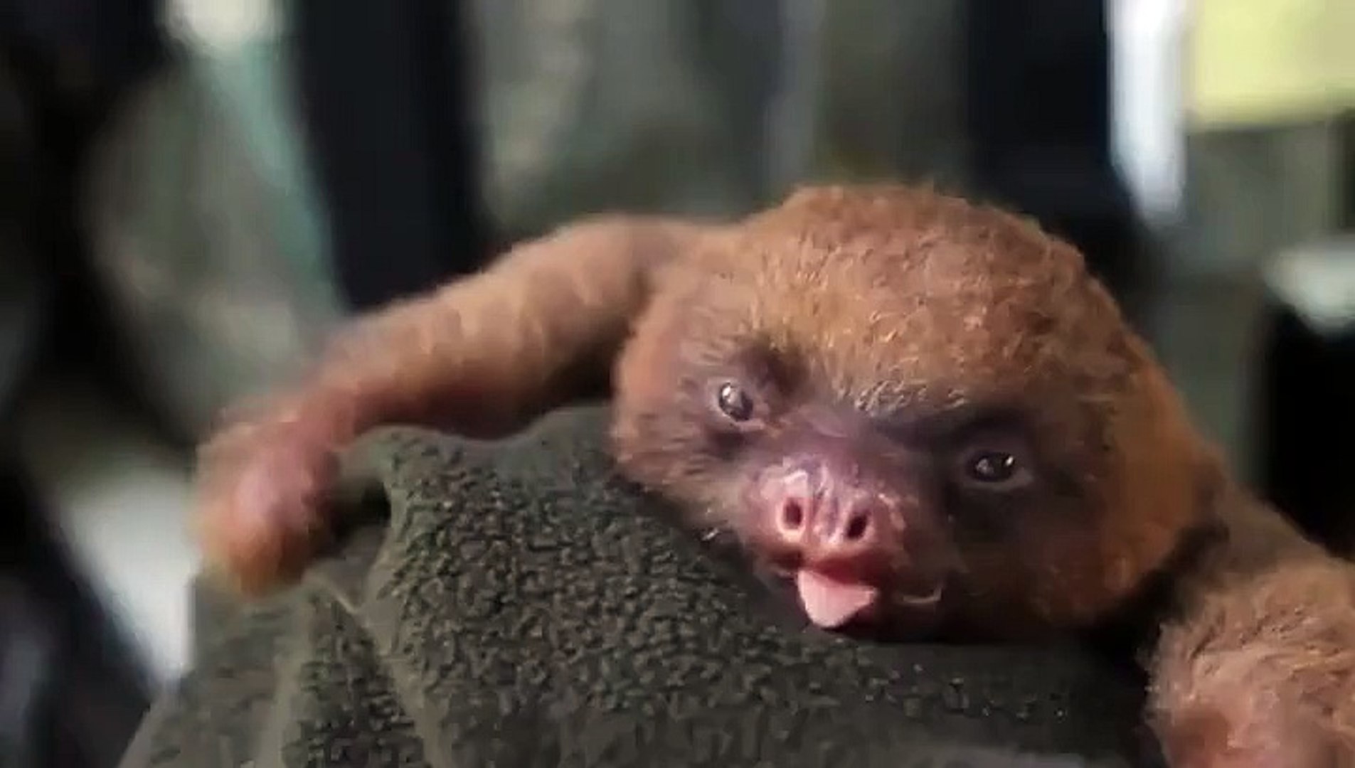 Un Bebe Paresseux Deja Tres Paresseux Video Dailymotion