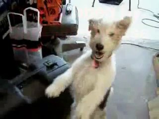 Un chien prend de l' hélium, Génial !