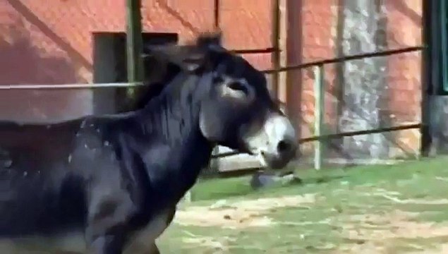 Un croisement entre un zèbre et un âne, c’est étrange