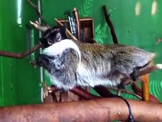 Des singes très étranges sont intrigués par une caméra