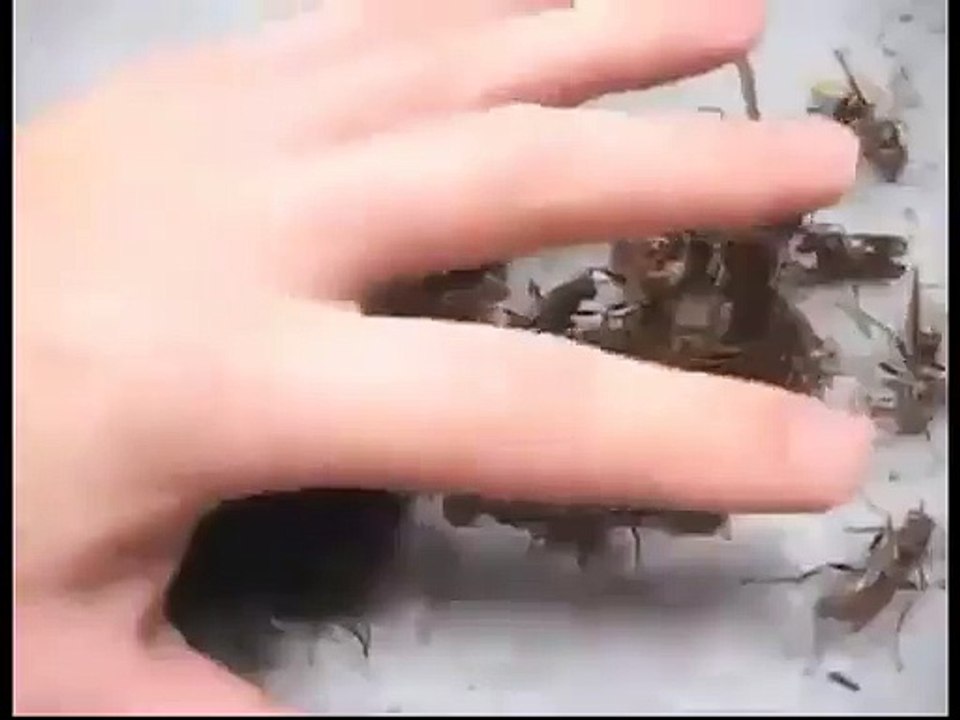 Il attrape des guêpes sans se faire piquer